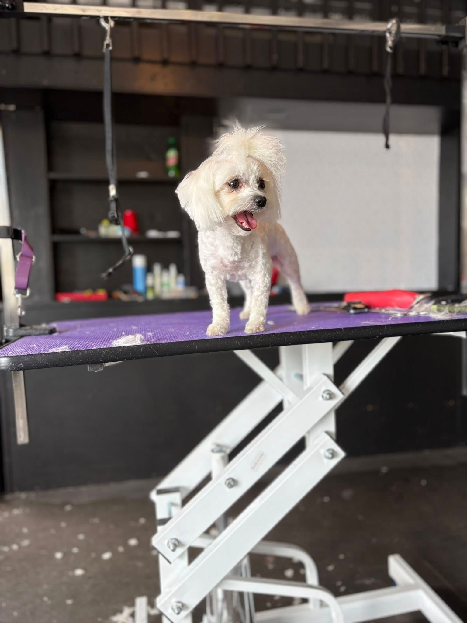 White fluffy dog on a grooming table with its mouth open.