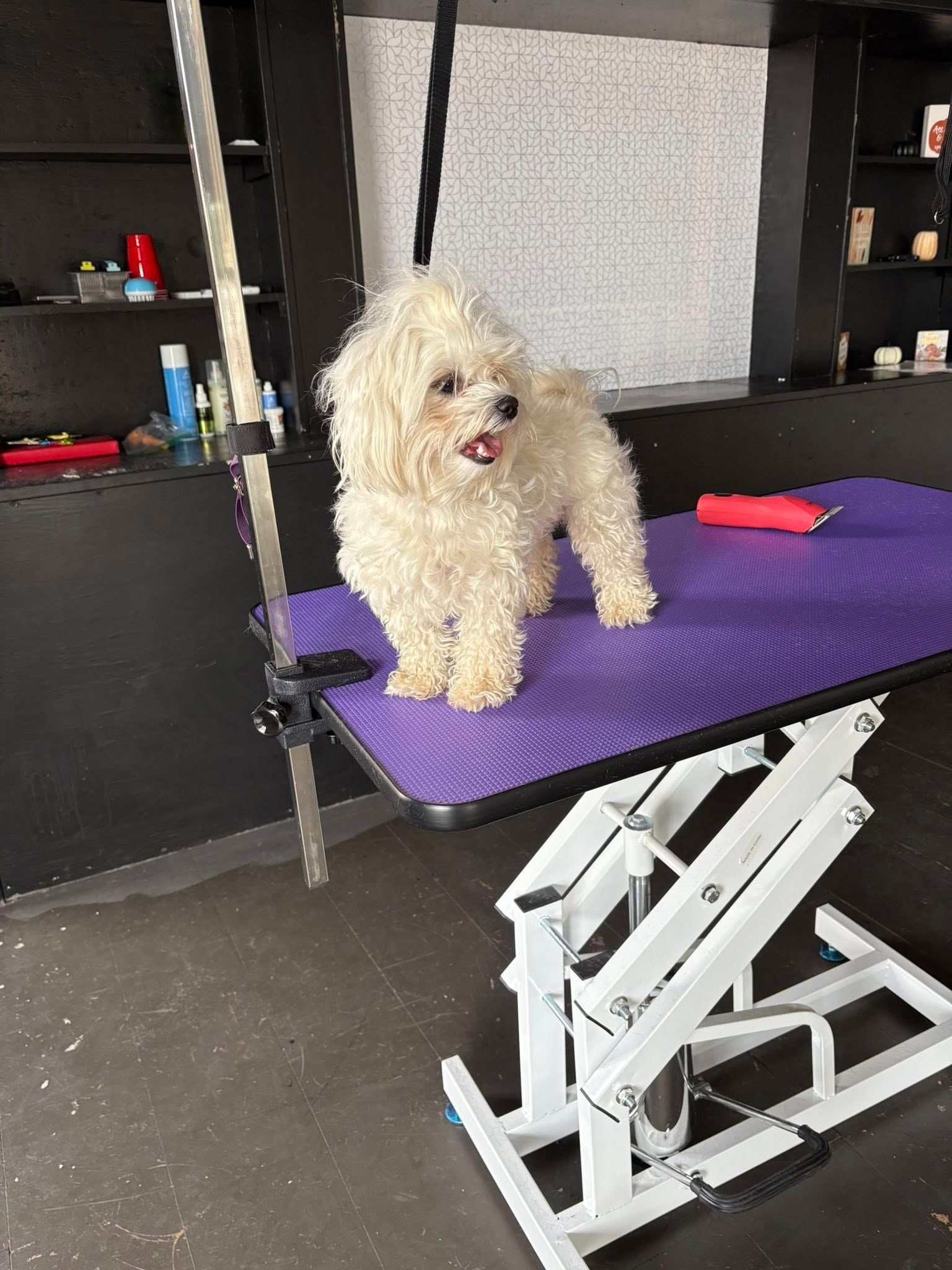 White, fluffy dog on a purple grooming table, facing the camera with its mouth open, in a grooming salon.