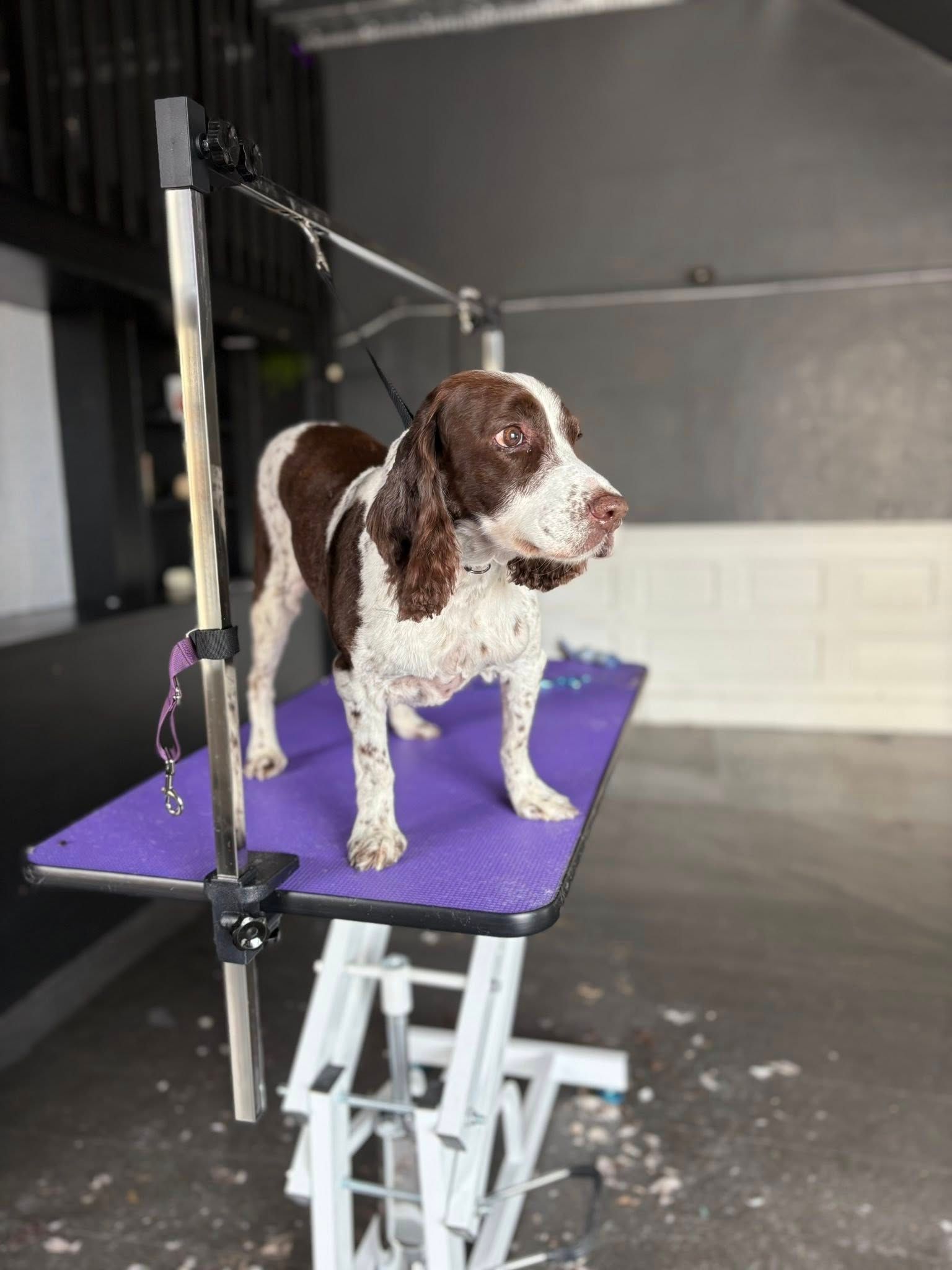 Dog with brown and white fur stands on a purple grooming table, waiting to be groomed.