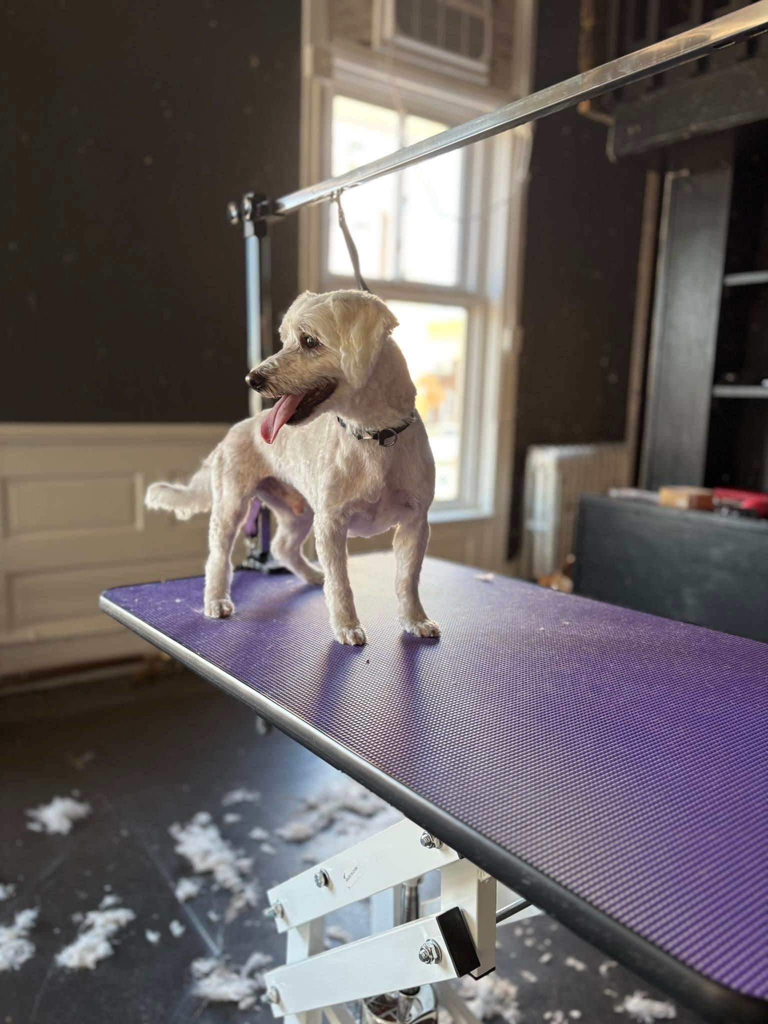 White dog standing on a purple grooming table, tongue out. Inside a room with a window.