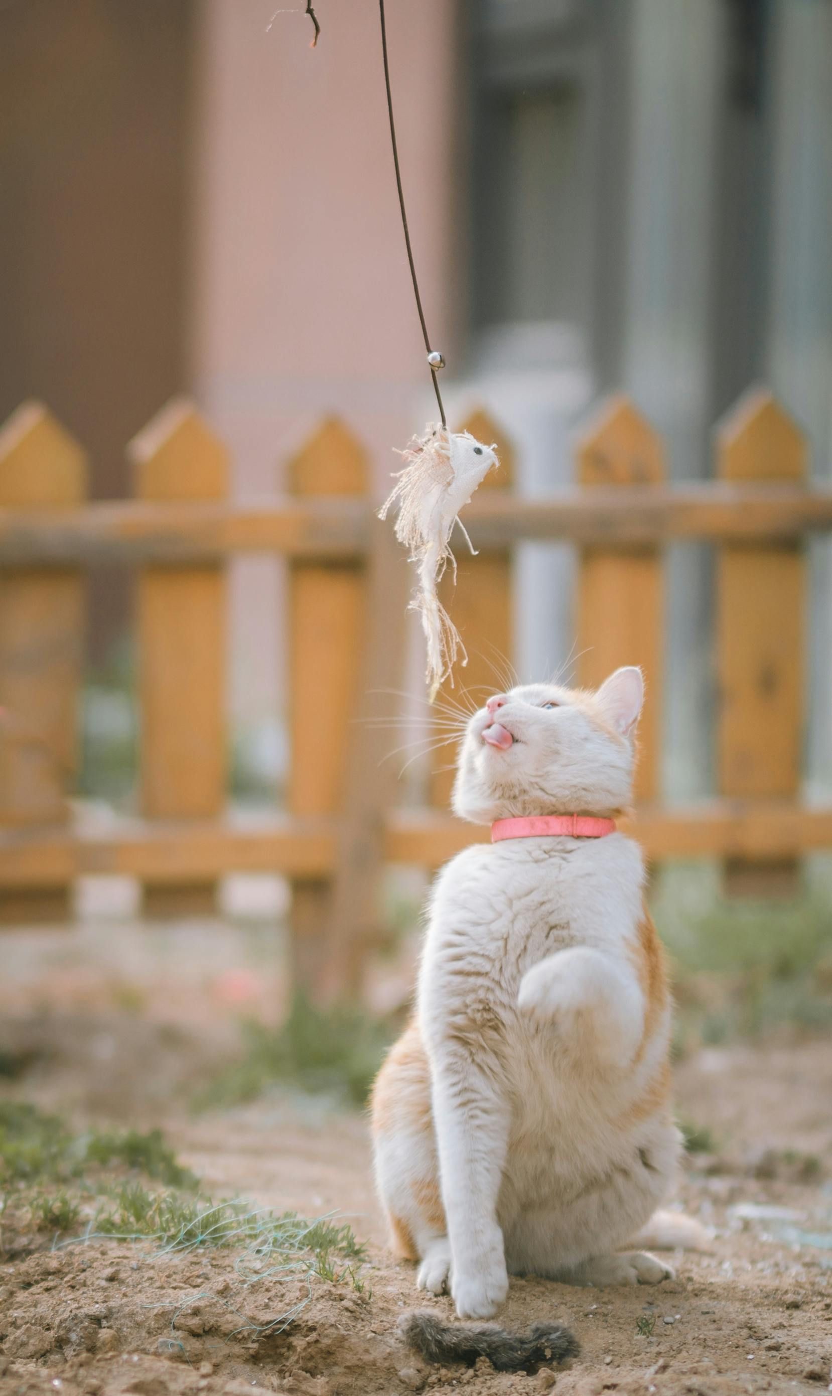 Cat reaching up to toy in front of wooden fence. Orange and white cat, pink collar, outdoors.