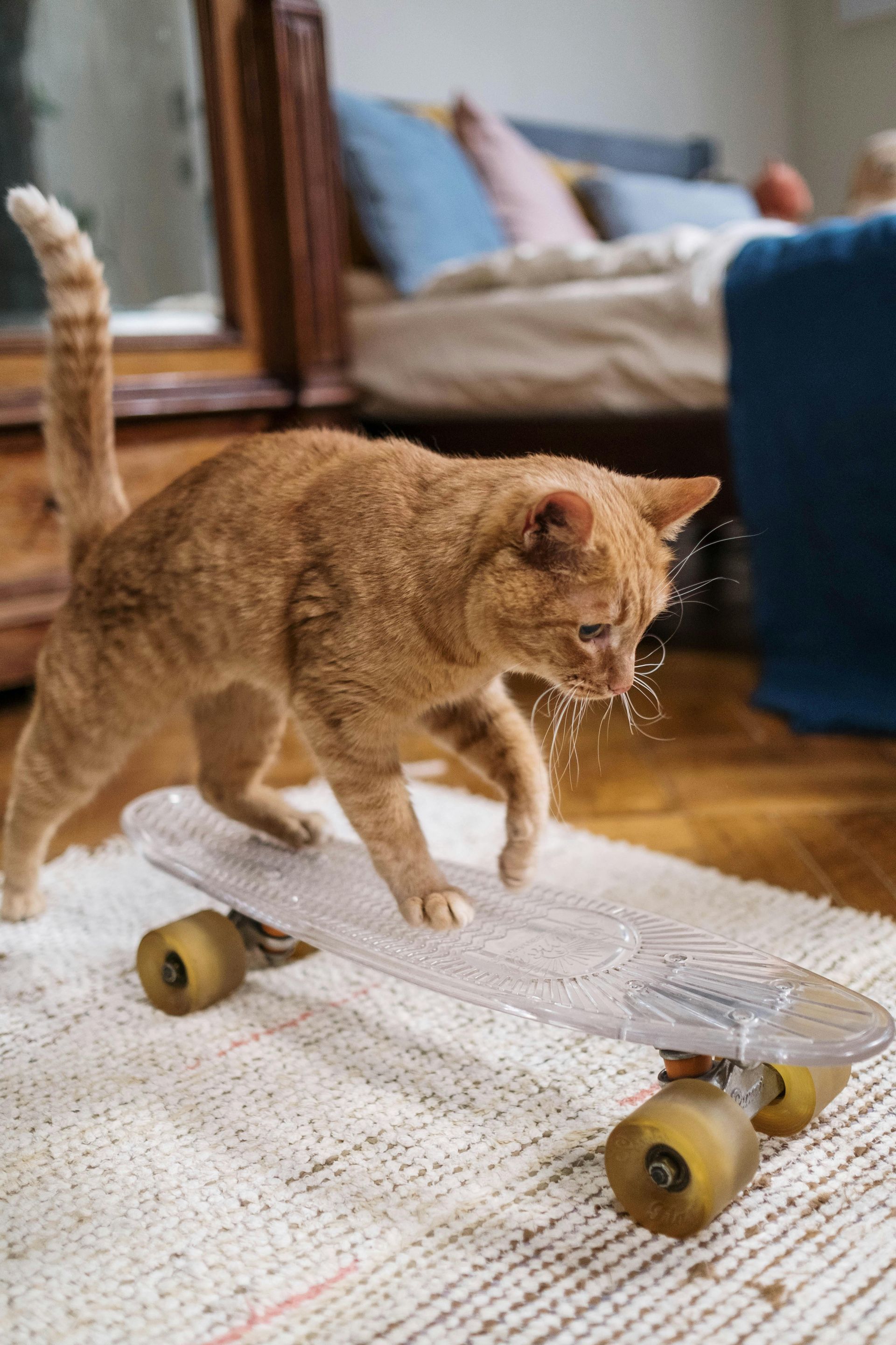 Orange cat cautiously stands on a skateboard indoors, near a bedroom.