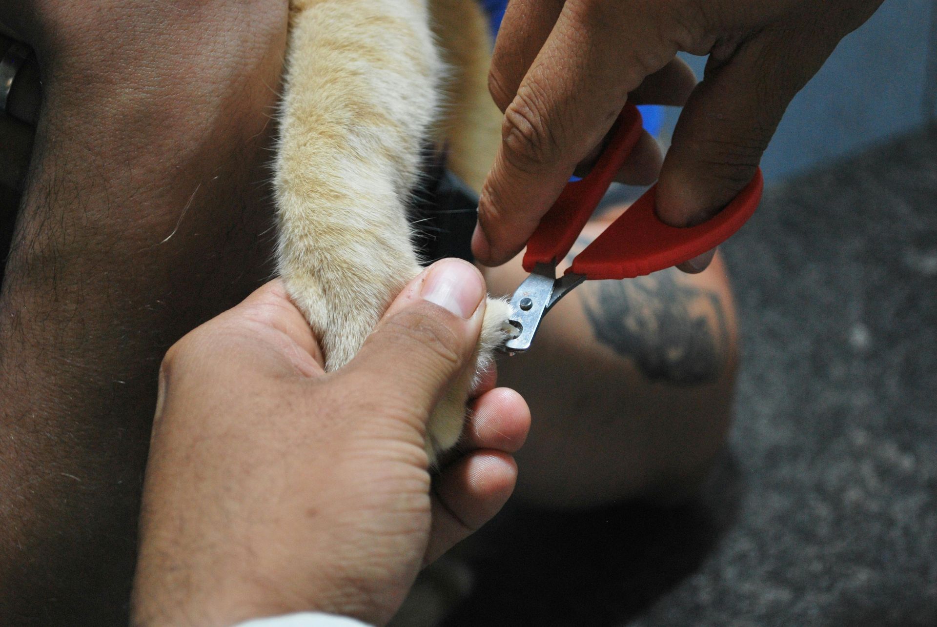 A person trimming a cat's claws with red clippers. The cat's tan paw is held in the person's hands.