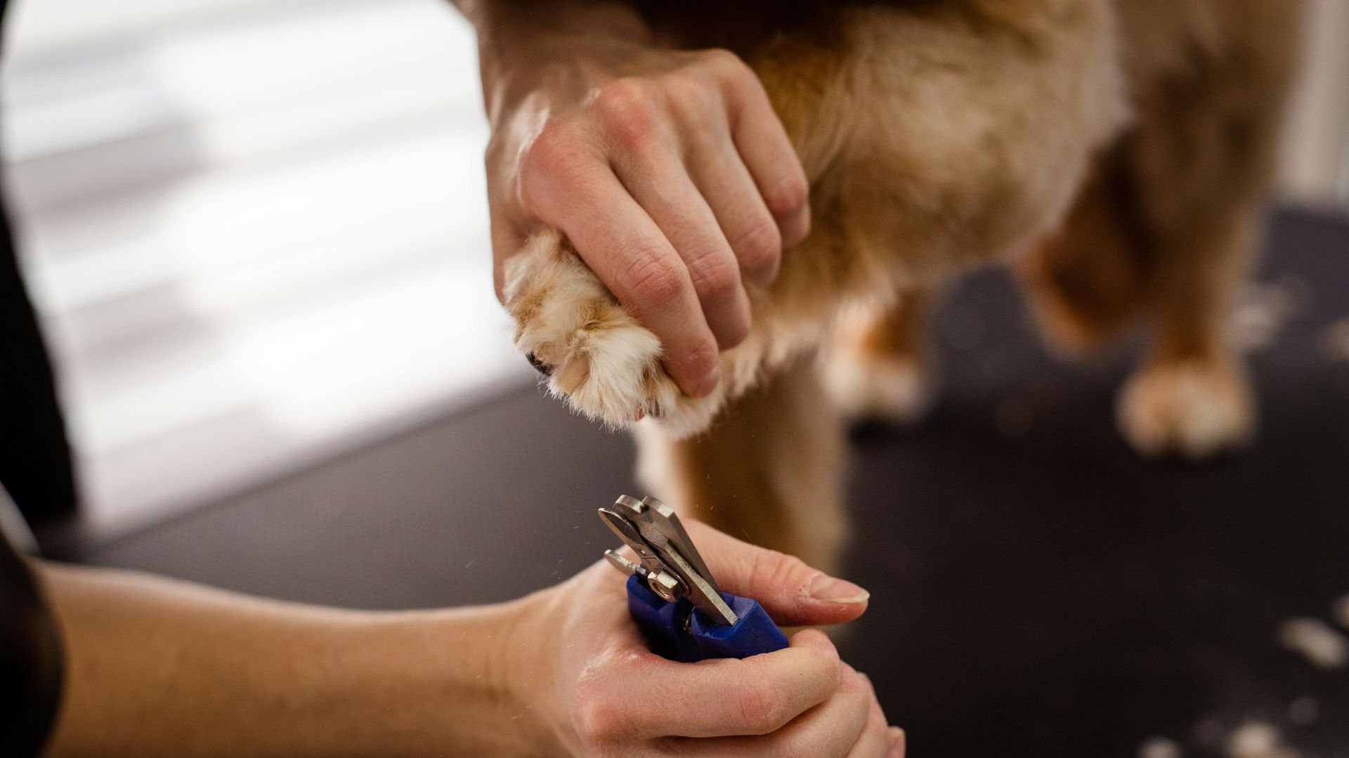 Groomer trimming a dog's nails with clippers on a grooming table.