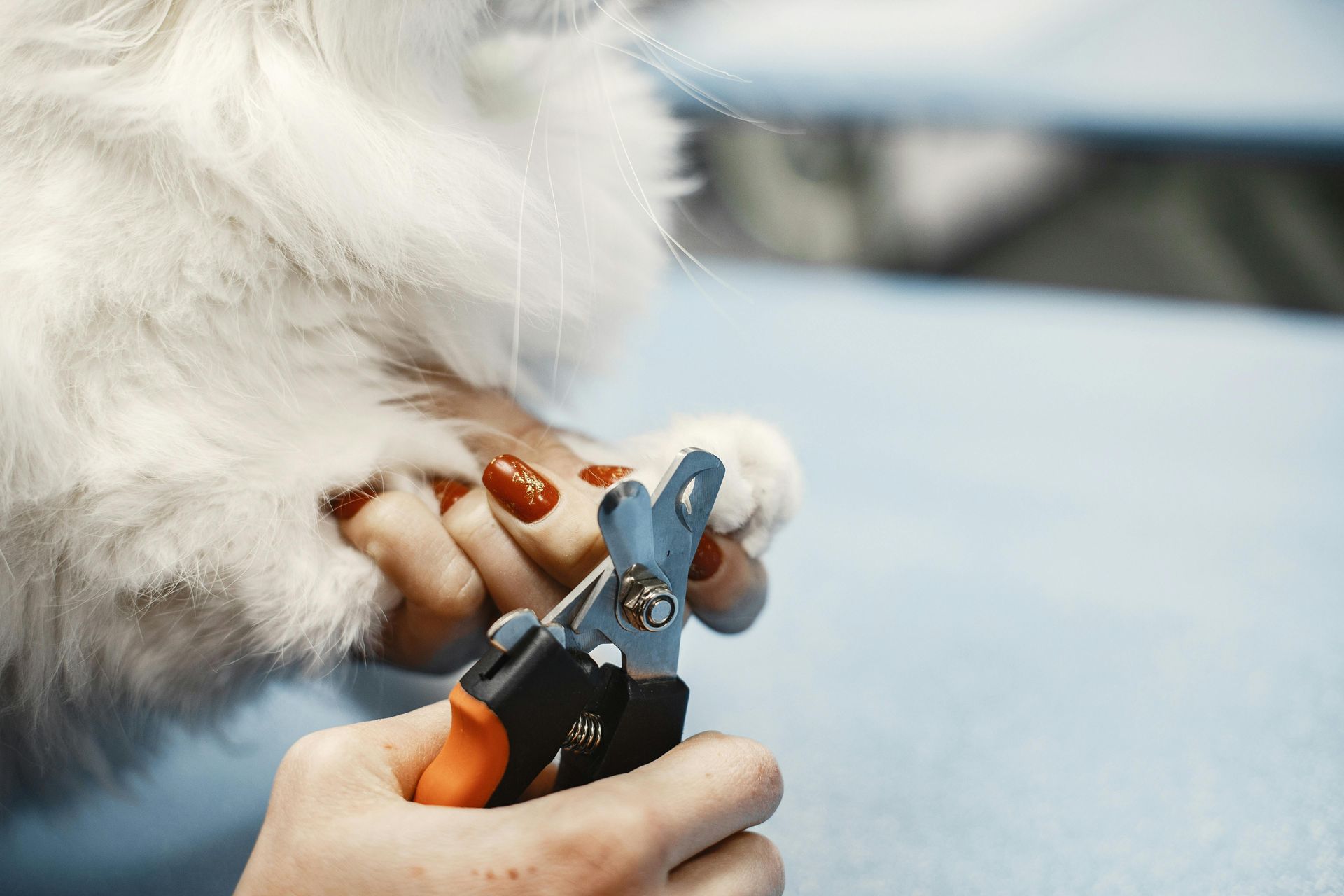 Person trimming a white cat's claw with clippers on a blue surface.