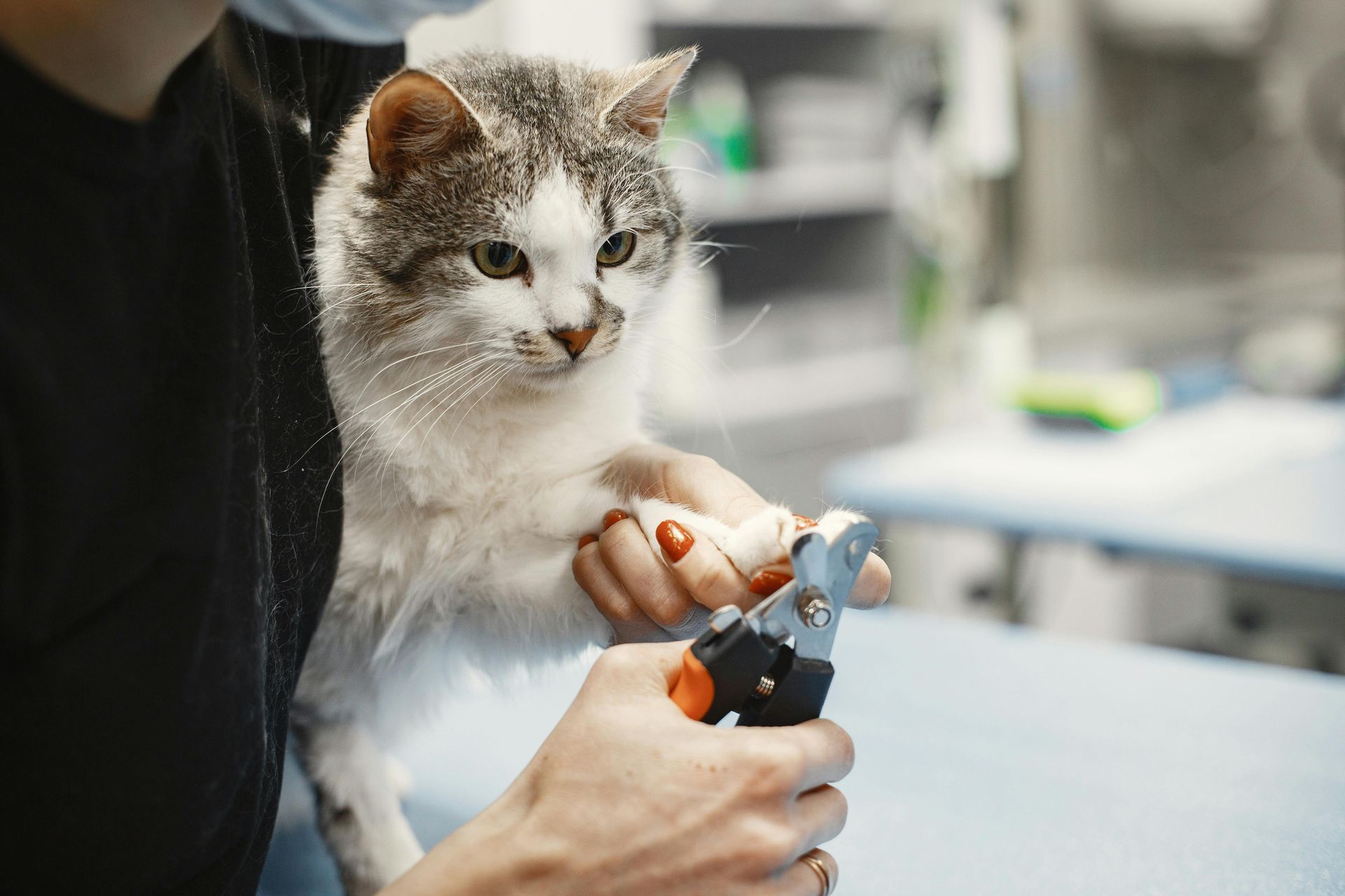 Person trimming cat's claws with clippers at a vet's office. Cat looks wary, indoor setting.