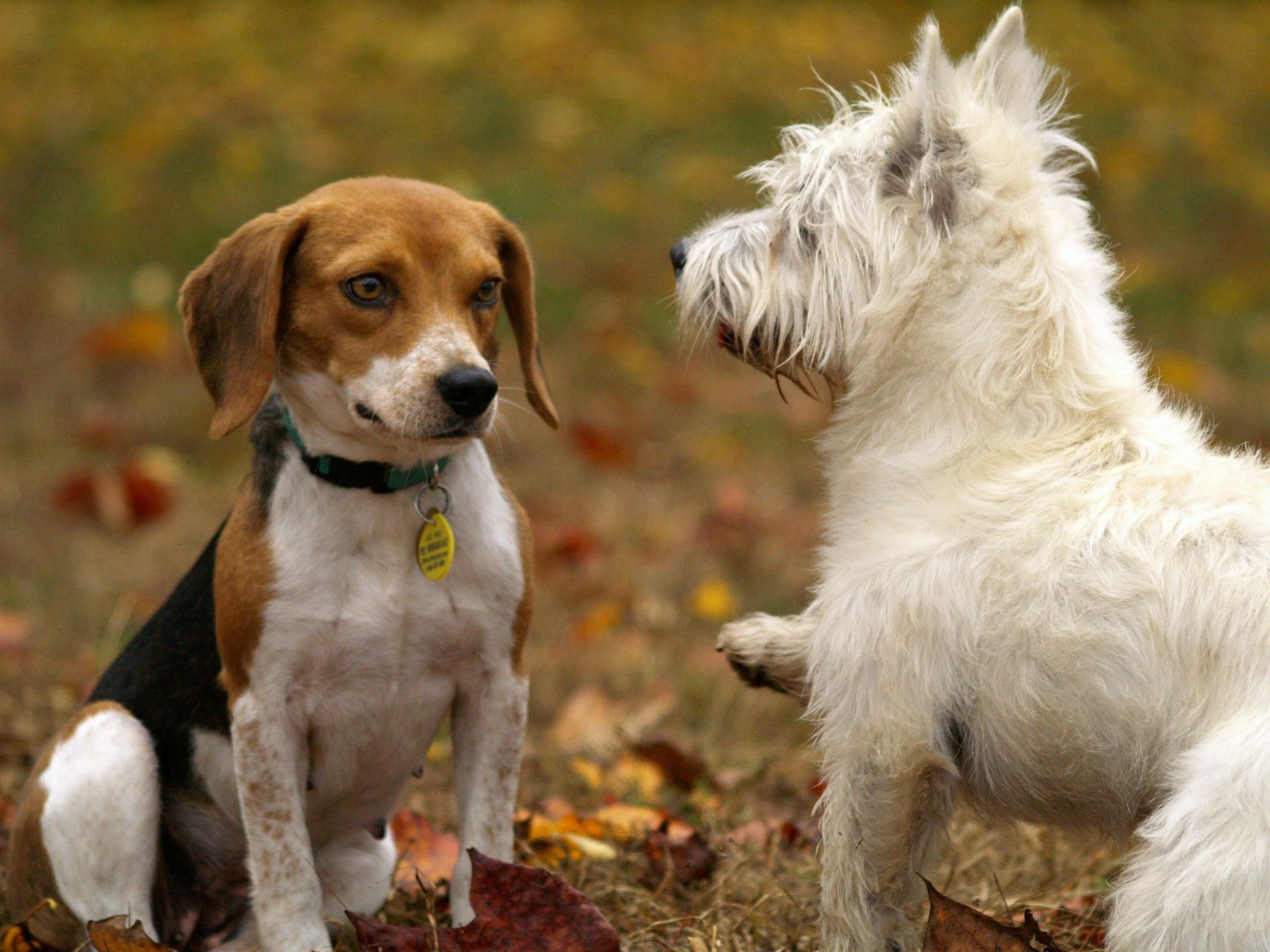 Beagle and white terrier facing each other outdoors in autumn leaves. The terrier lifts a paw.