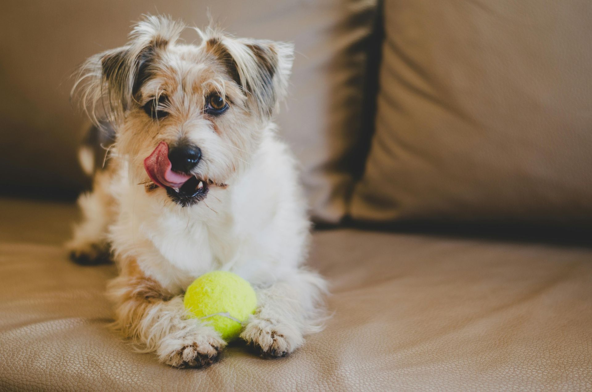 Dog with tan and white fur licking its mouth, lying on a beige couch, holding a green tennis ball.