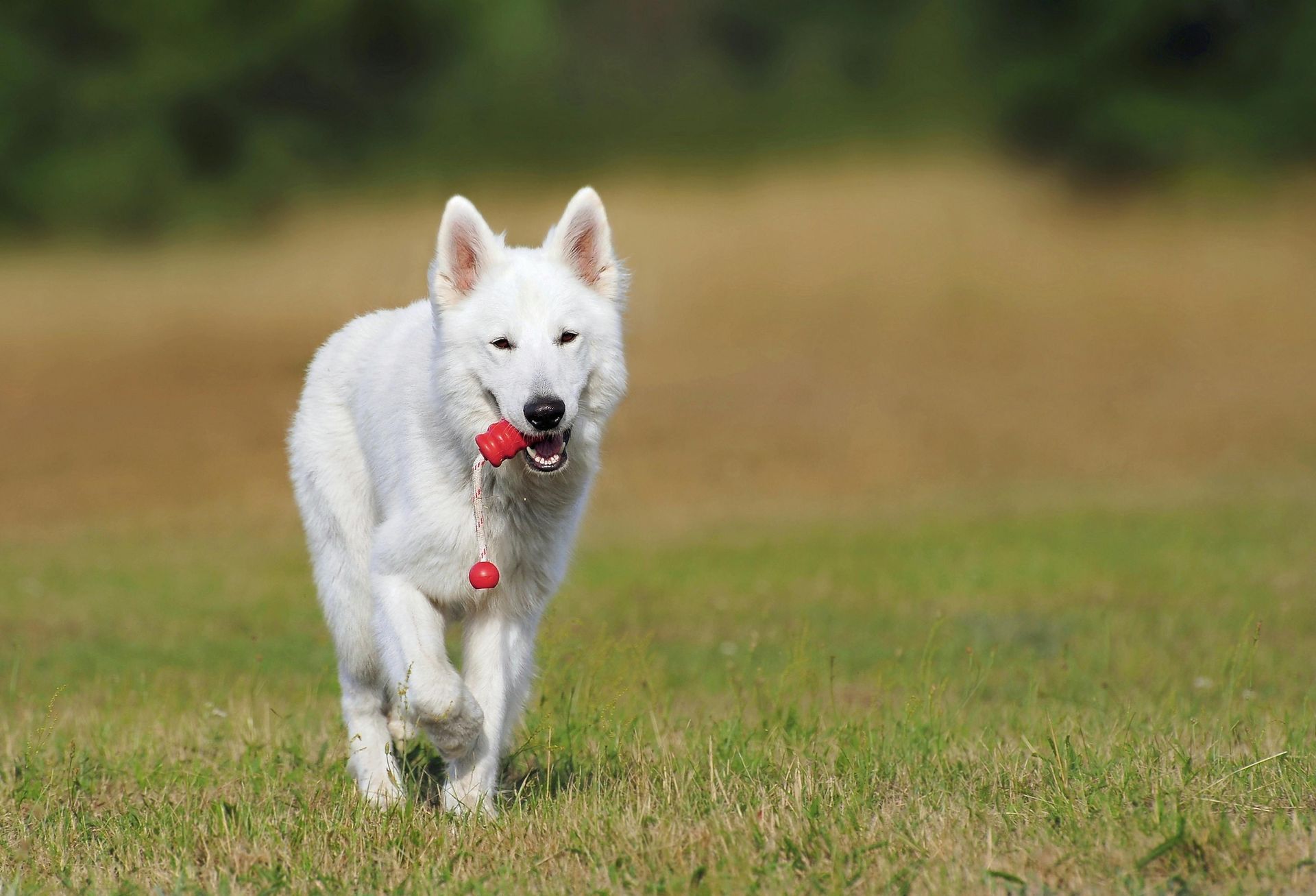 White dog running on green grass, holding a red toy.