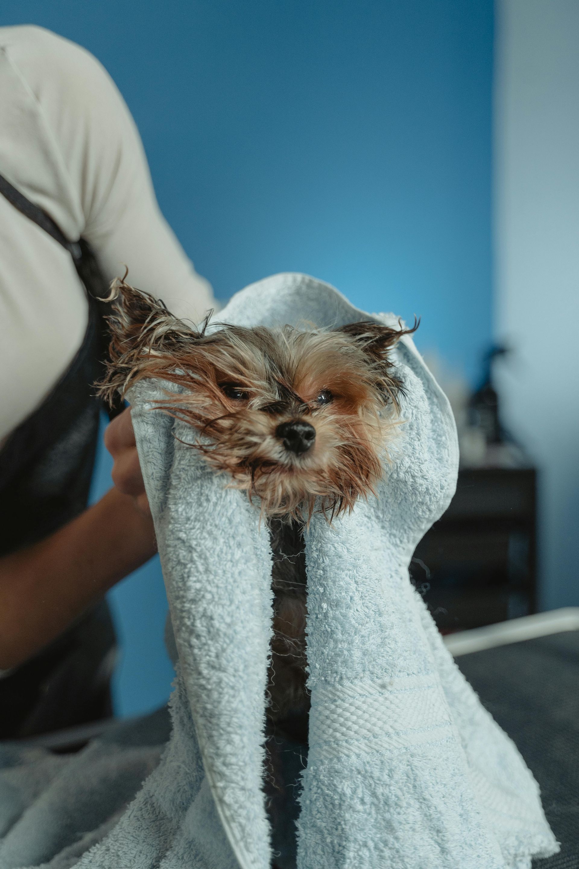 Yorkshire Terrier dog wrapped in a blue towel, being dried by a person in a grooming salon.