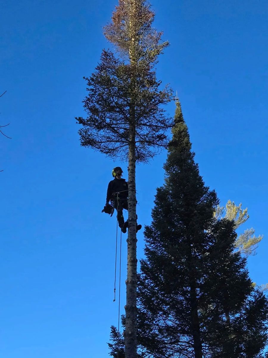 A man is climbing a tree with a blue sky in the background.