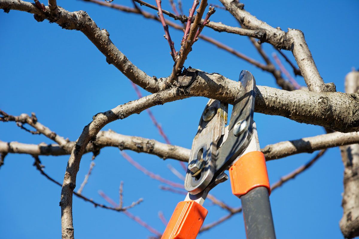 A crane is lifting a tree in front of a house.