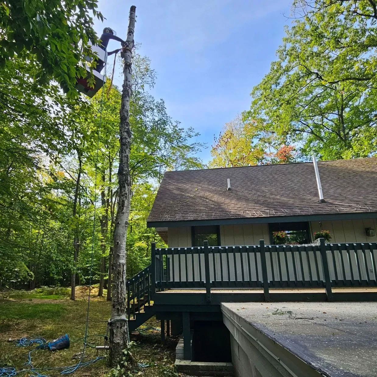 A man is cutting down a tree in front of a house.
