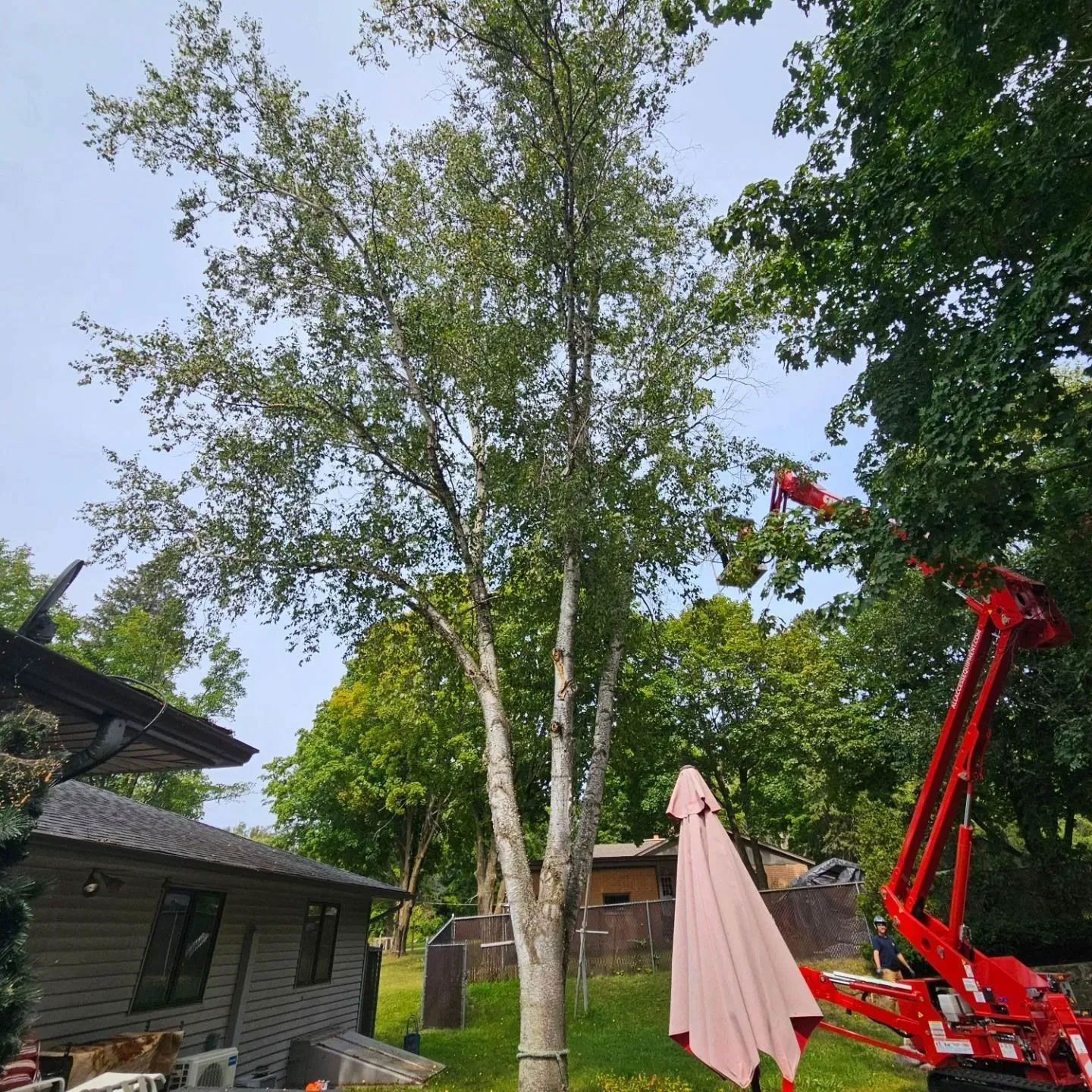A red crane is cutting a tree in a backyard.
