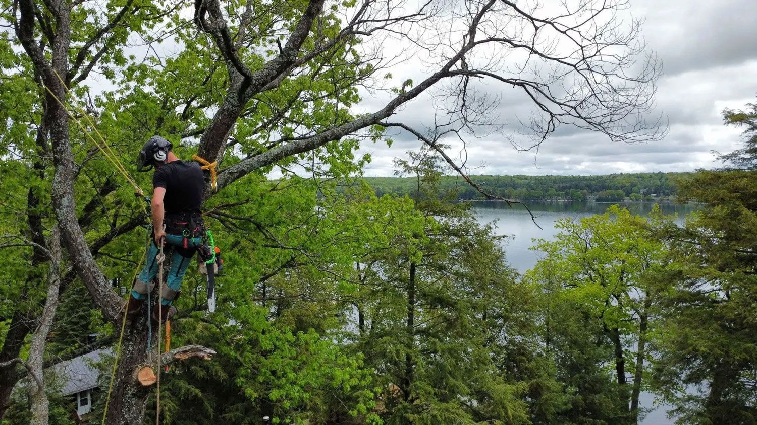 A man is climbing a tree overlooking a lake.