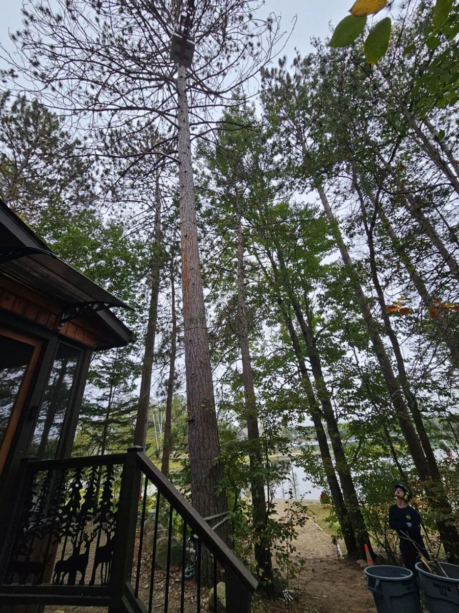 A house in the middle of a forest with a large tree in the foreground.