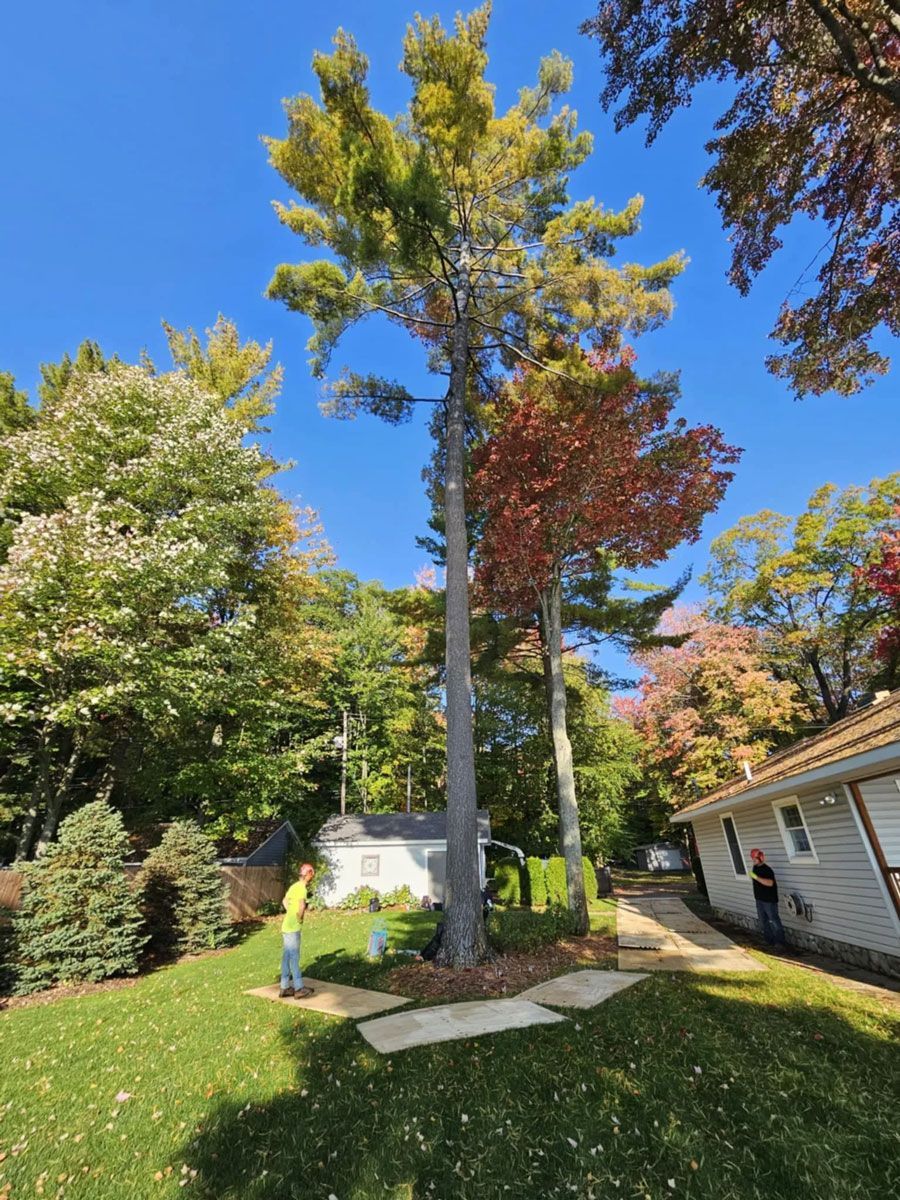 A man is standing in front of a large pine tree in a yard.