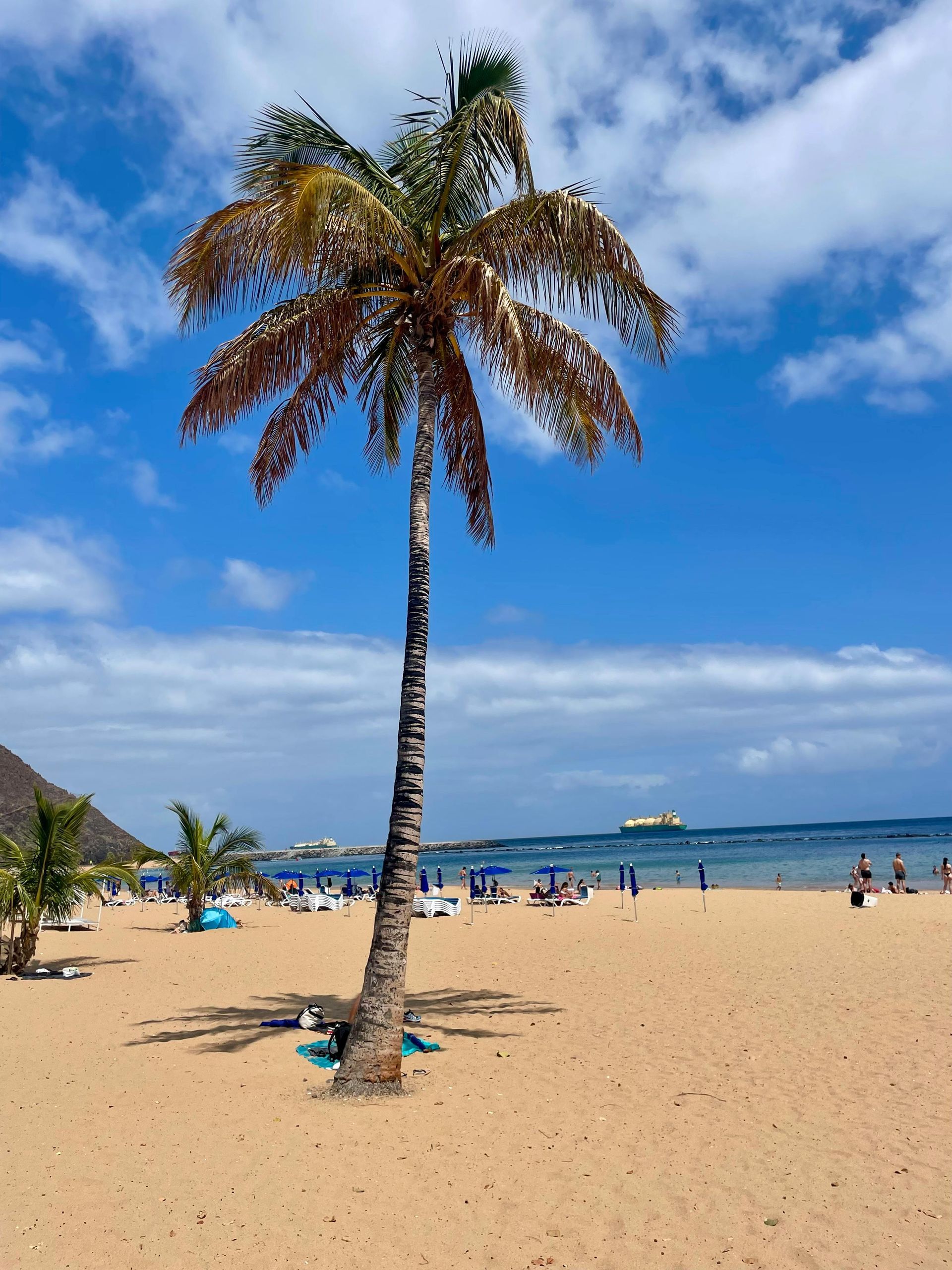 Una palmera en una soleada playa de arena con cielo azul y océano, gente y sombrillas a lo lejos.