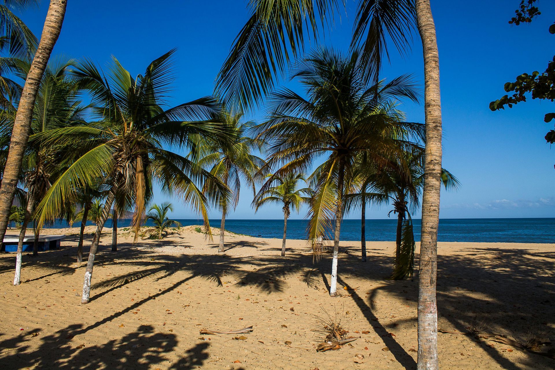 Palmeras proyectando sombras sobre una playa de arena bajo un cielo azul claro, con el océano al fondo.
