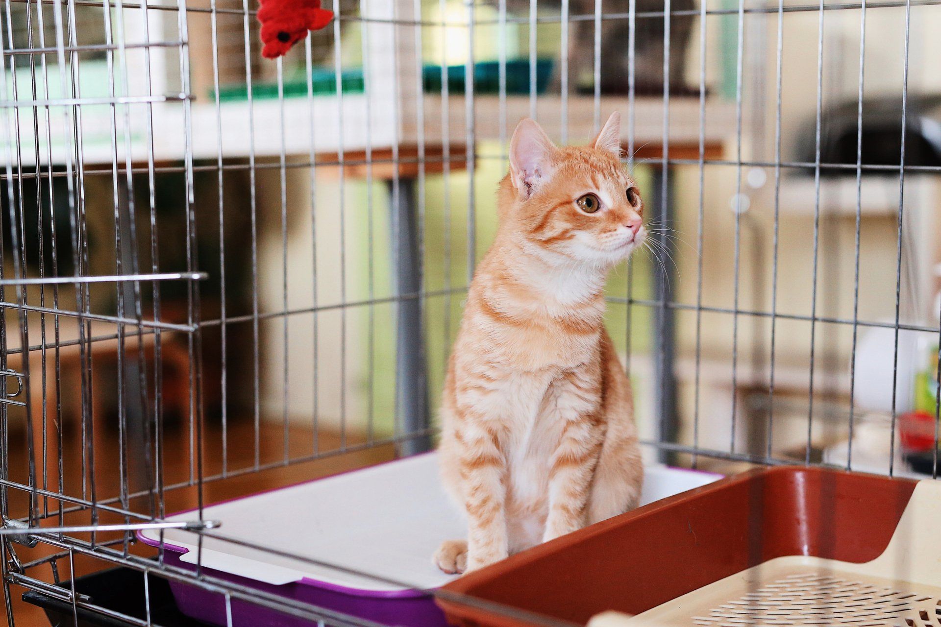 Cute Cat - Johnson City, TN - Park Your Paws