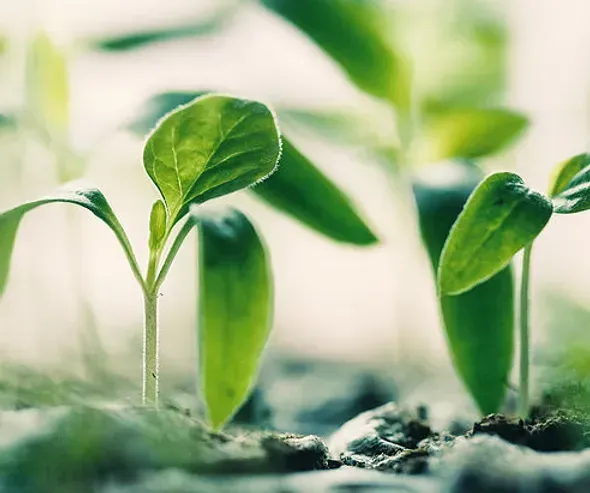 A close up of a plant growing out of the ground