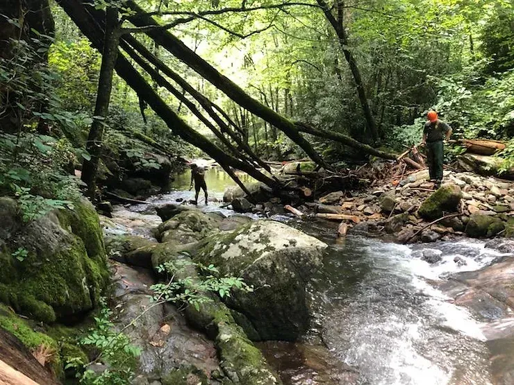 A man is standing next to a river in the woods.