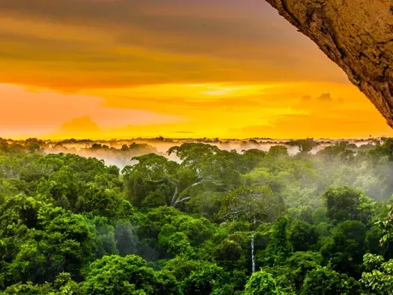 A sunset over a lush green forest with trees covered in fog.