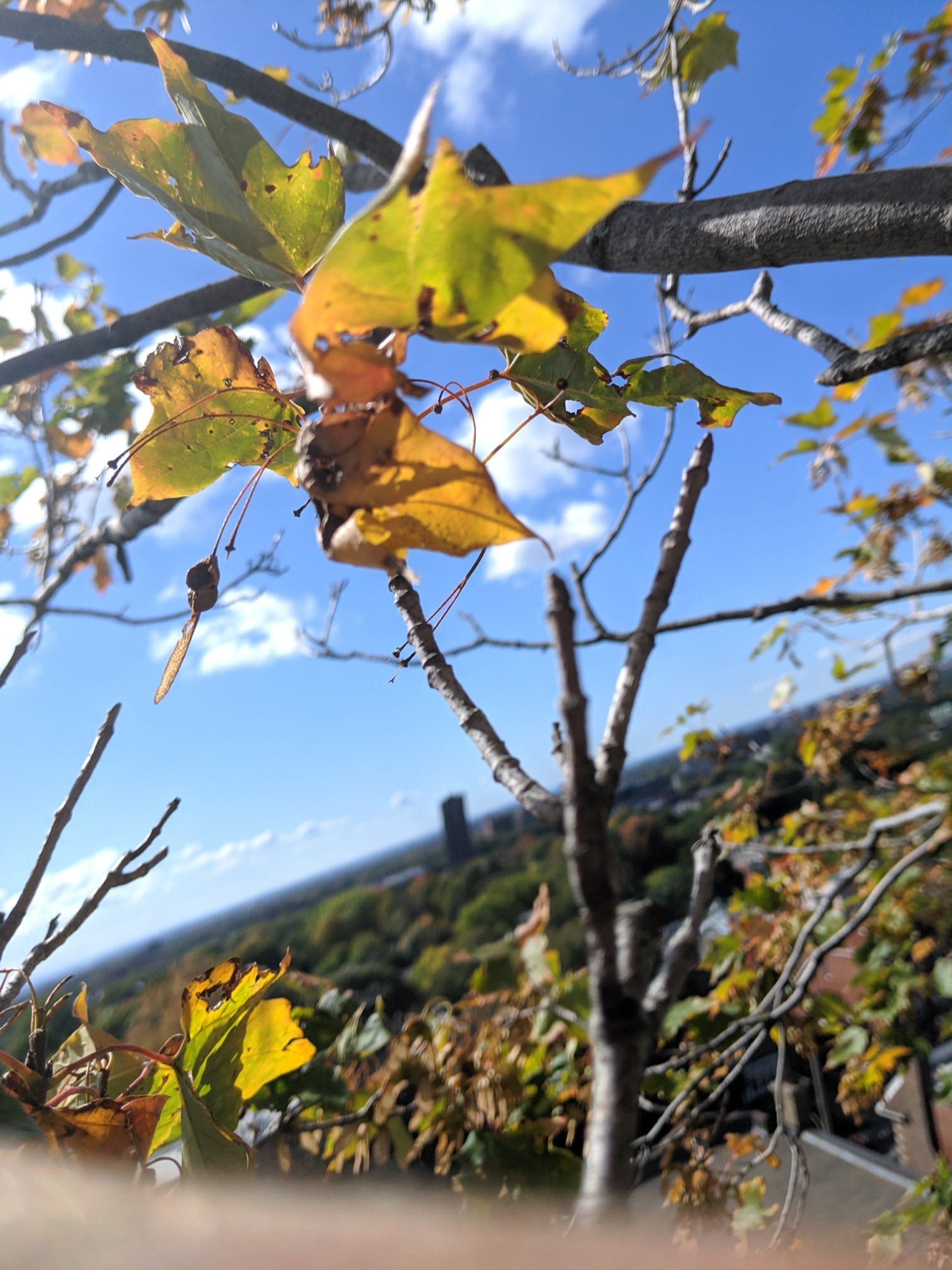 Feuilles d'automne jaunies sur un ciel bleu éclatant, avec un paysage urbain flou en arrière-plan.