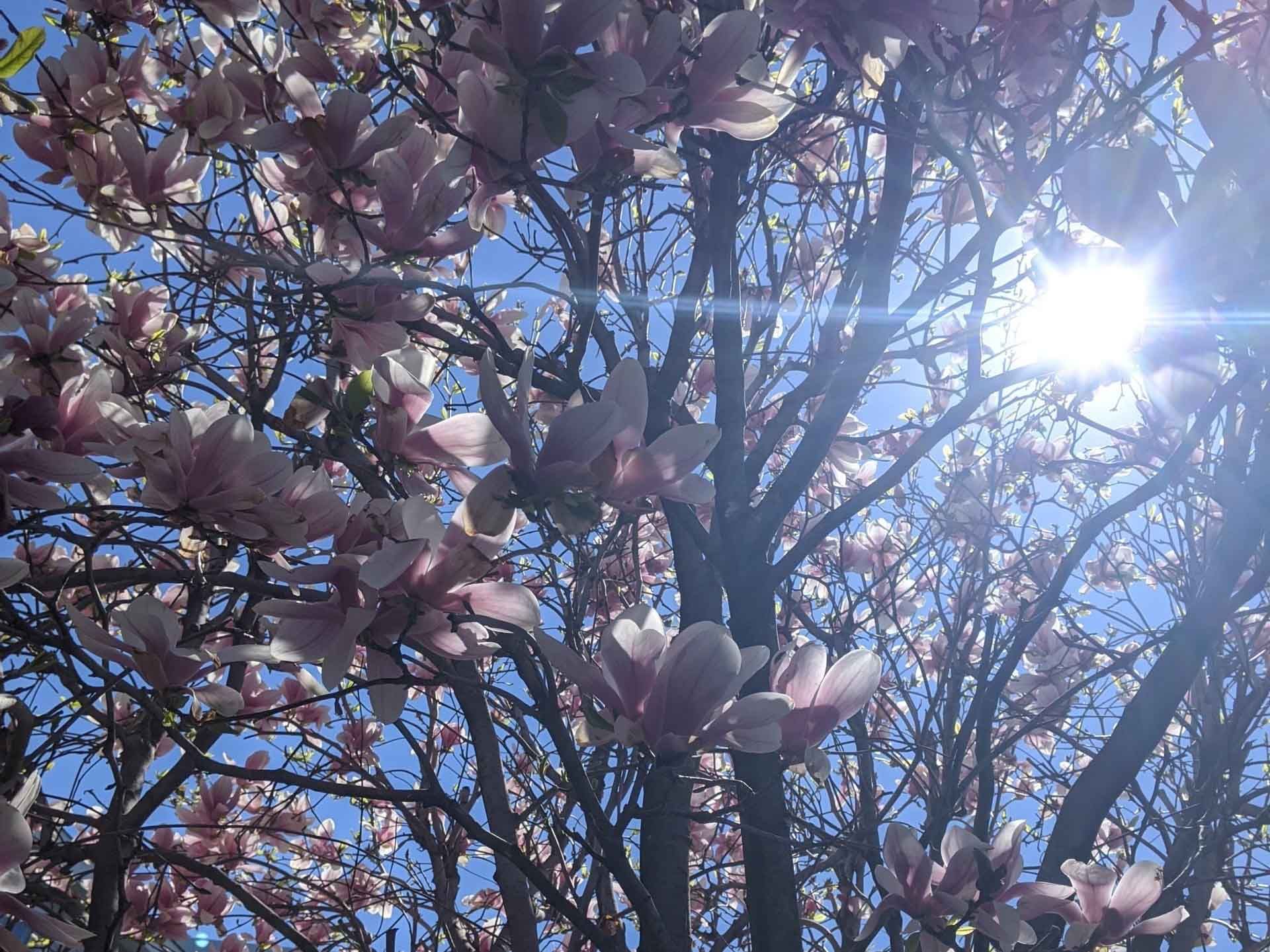 Fleurs de magnolia rose sur les branches des arbres contre un ciel bleu vif avec la lumière du soleil.