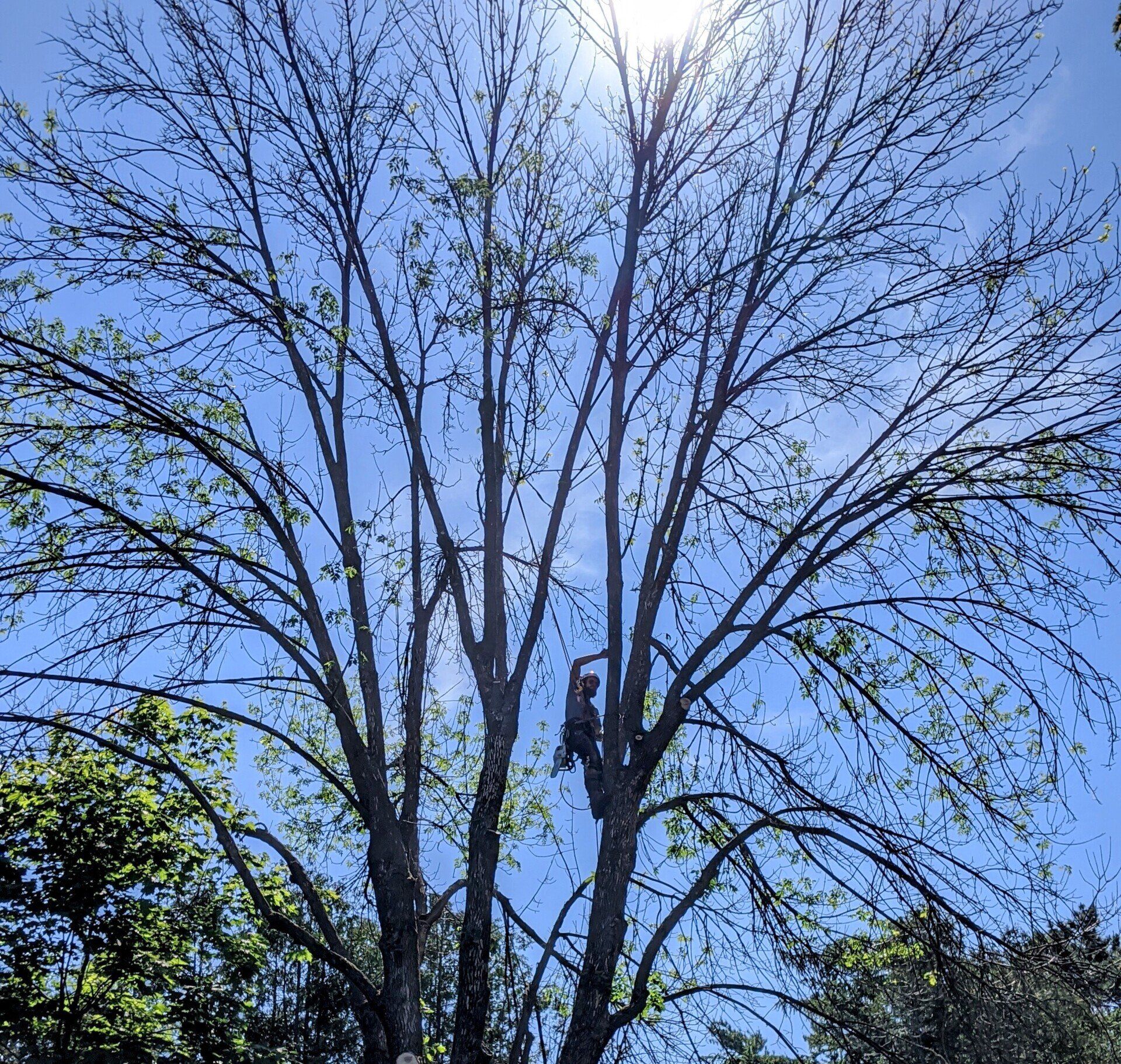 Grand arbre aux branches s'élançant vers un ciel d'un bleu éclatant. Quelques feuilles pointent le bout de leur nez.