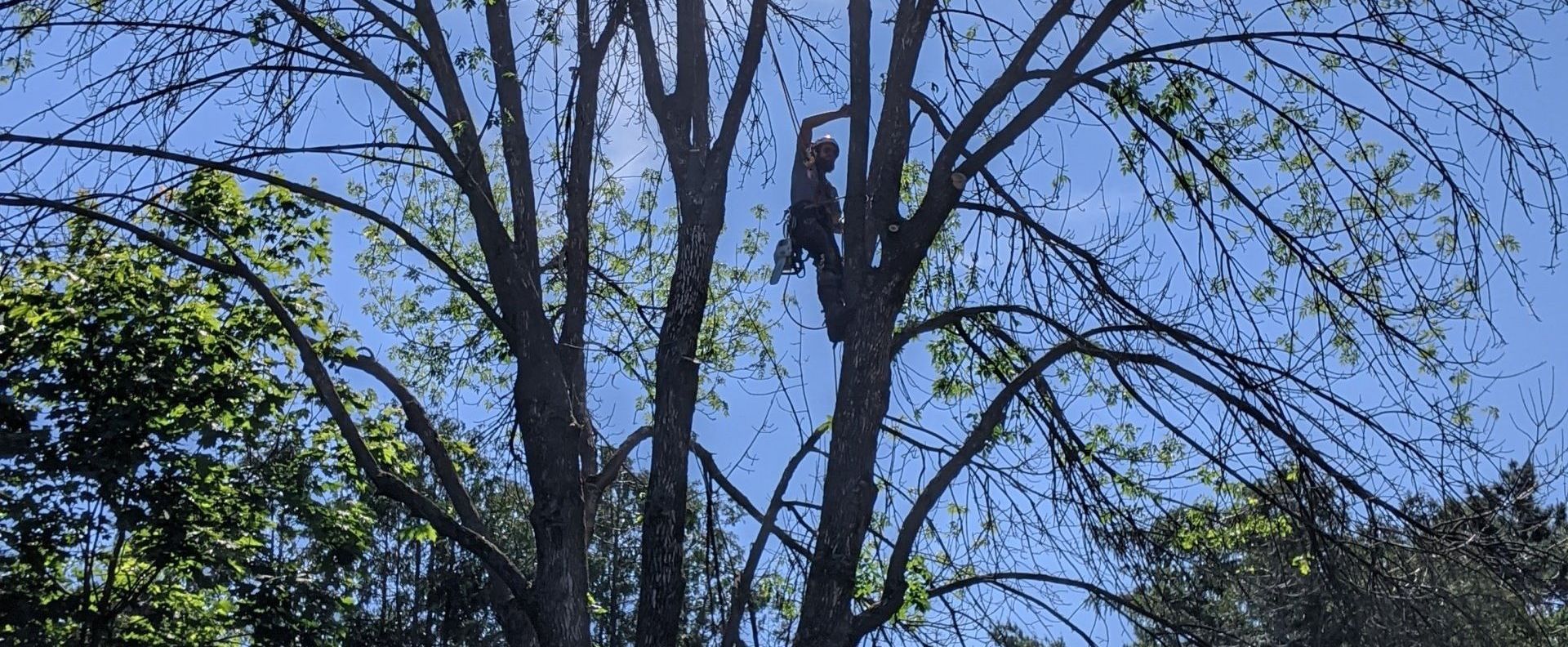 Un arbre avec beaucoup de branches et de feuilles contre un ciel bleu.