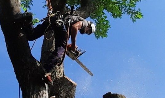 Un homme coupe un arbre avec une tronçonneuse.