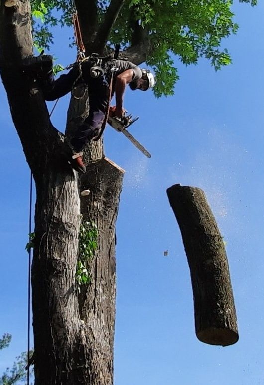 Un homme coupe un arbre avec une tronçonneuse