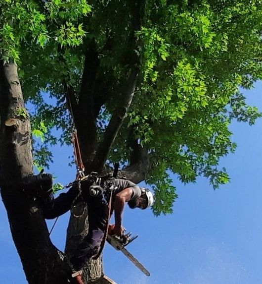 Arboriste dans un arbre, utilisant une tronçonneuse. Harnais en place, travaillant en plein soleil.