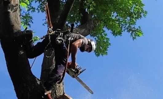 Un homme coupe un arbre avec une tronçonneuse.