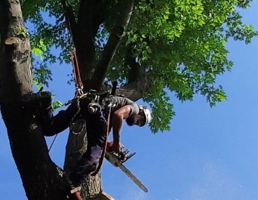 Un homme grimpe à un arbre avec une tronçonneuse.