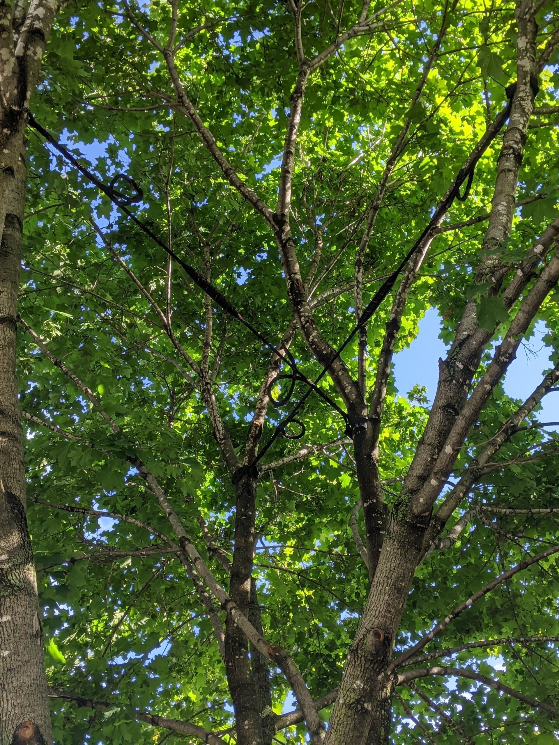 Je lève les yeux vers un arbre aux feuilles d'un vert éclatant et aux câbles de soutien sombres.