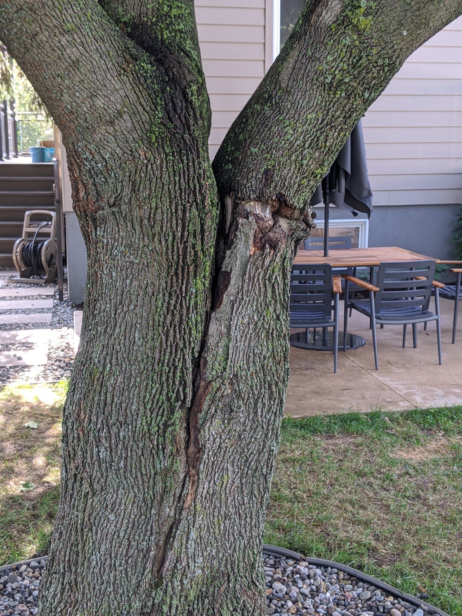 Un tronc d'arbre se fend en forme de « Y », révélant une fissure. Il se trouve à côté d'une terrasse meublée.