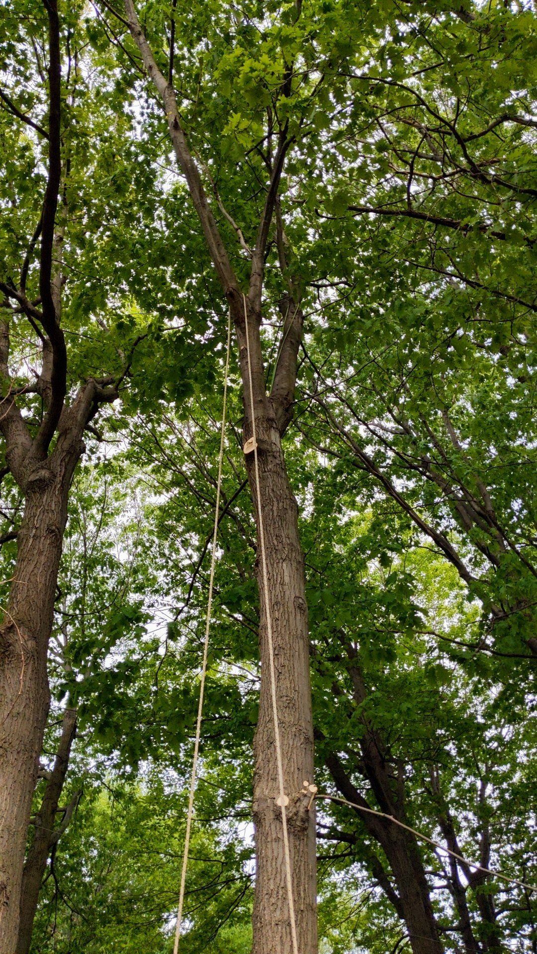 Une échelle de corde grimpe le long d'un grand tronc d'arbre, entouré de feuillage vert, vu d'en bas.