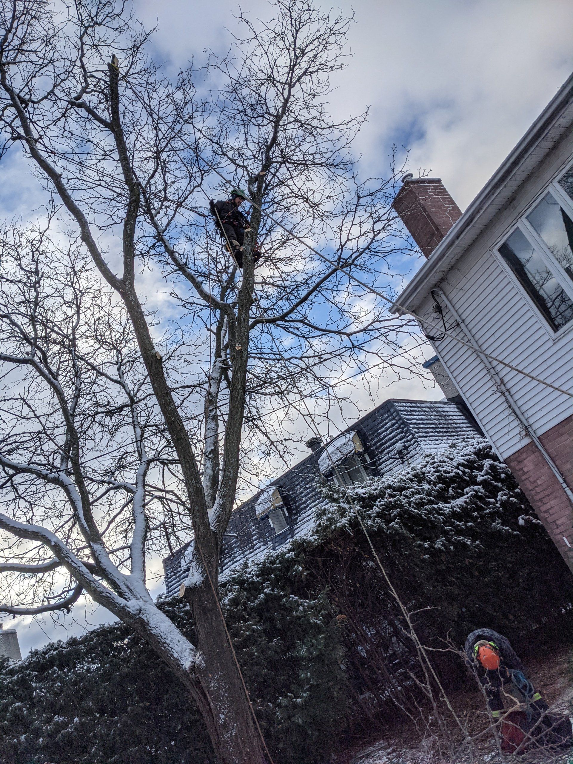 Arbre enneigé à côté d'une maison avec un nid visible contre un ciel bleu nuageux.