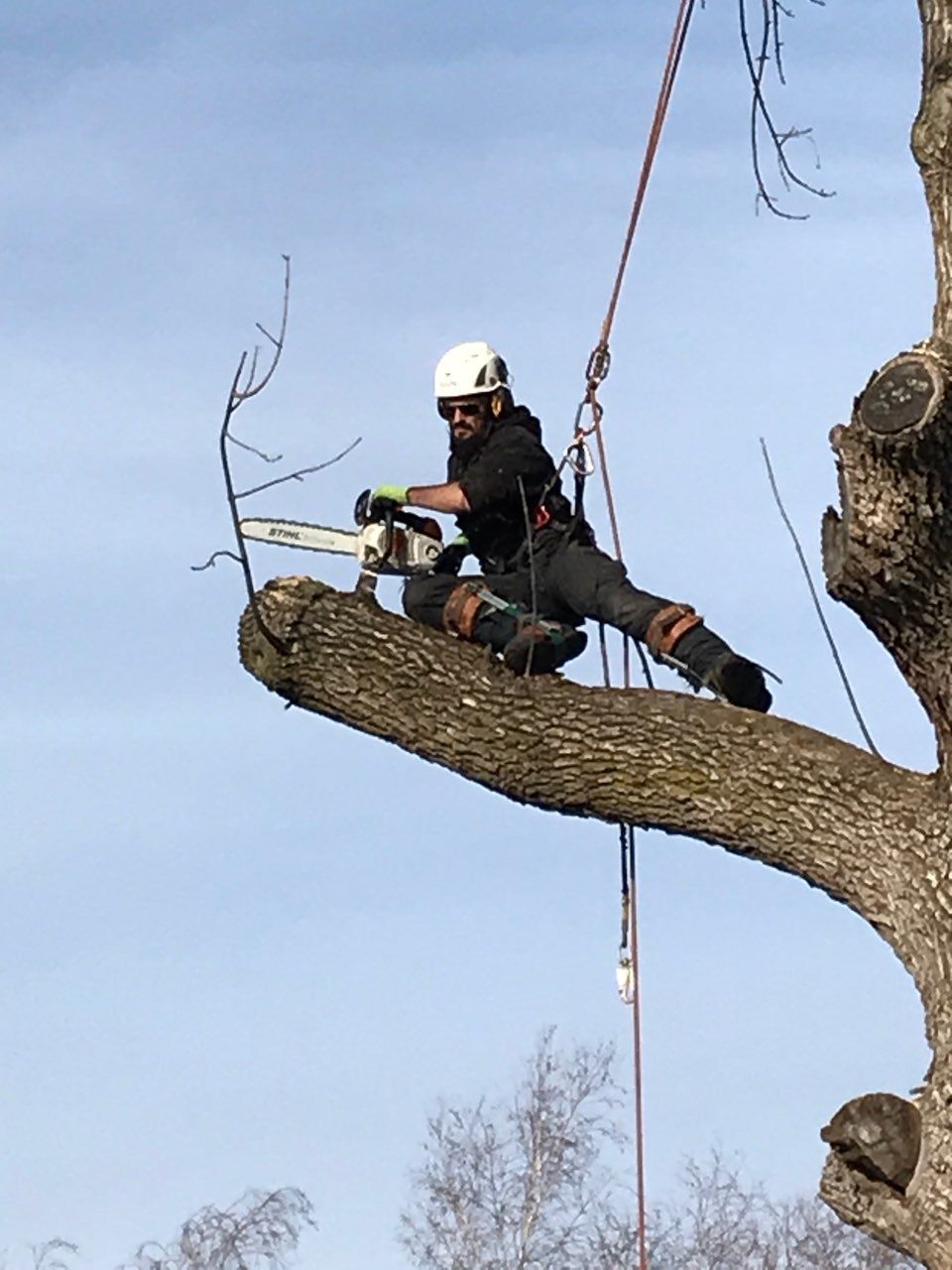 Un arboriste utilise une tronçonneuse sur une branche d'arbre, maintenue par des cordes. Il porte un casque et un équipement de sécurité sous un ciel bleu.