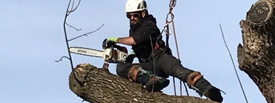 Un homme est assis au sommet d'un arbre et coupe des branches avec une tronçonneuse.