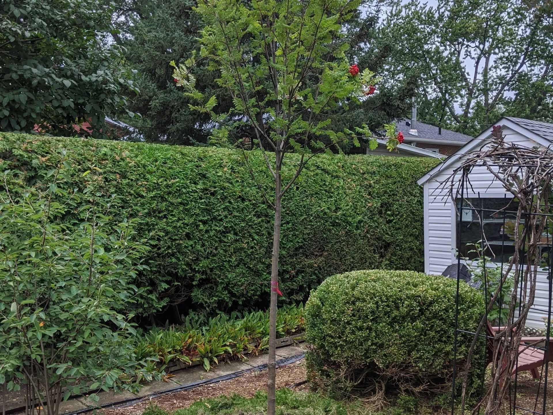 Regardant un arbre avec beaucoup de feuilles vertes.