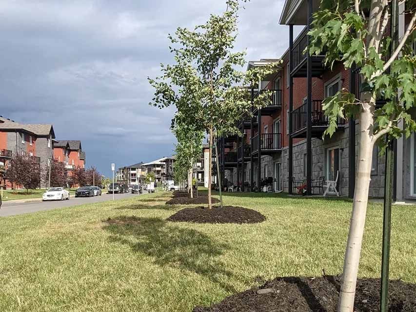 Une rangée d'arbres devant un bâtiment dans un quartier résidentiel.
