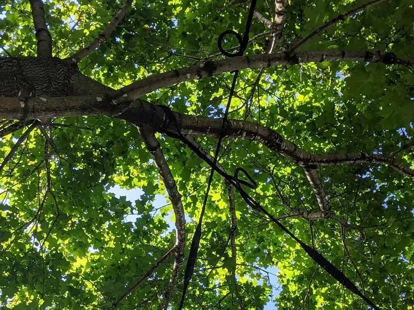 Regarder un arbre avec beaucoup de branches et de feuilles.