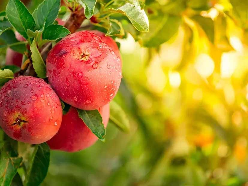 Trois pommes rouges suspendues à une branche d'arbre.