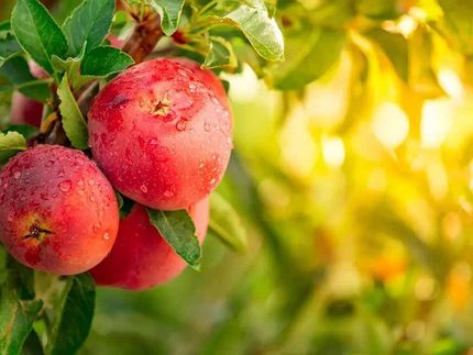 Trois pommes rouges suspendues à une branche d'arbre.