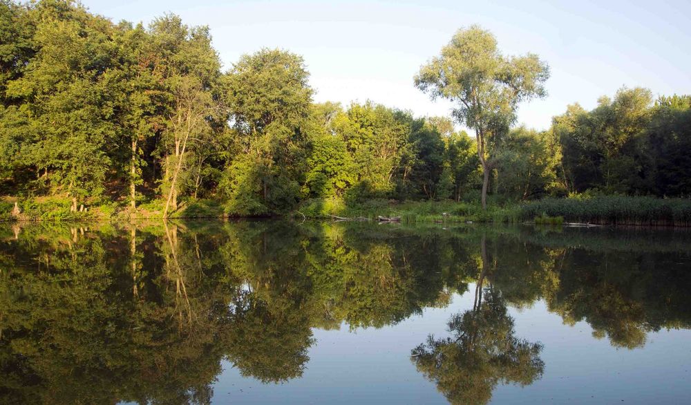Trees reflected in calm water. Green leaves and a blue sky.