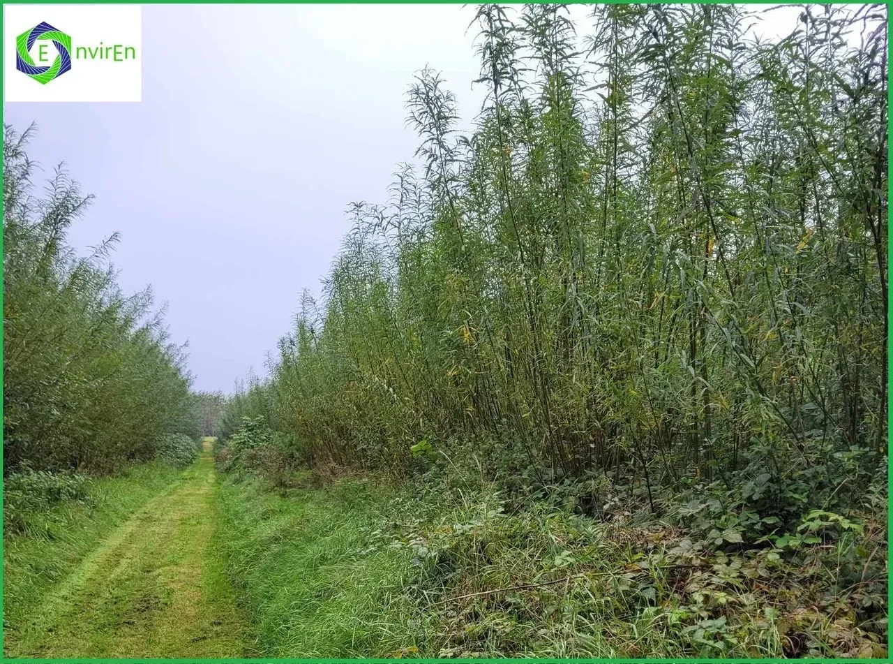Rows of tall green trees with a grassy path in between, overcast sky.