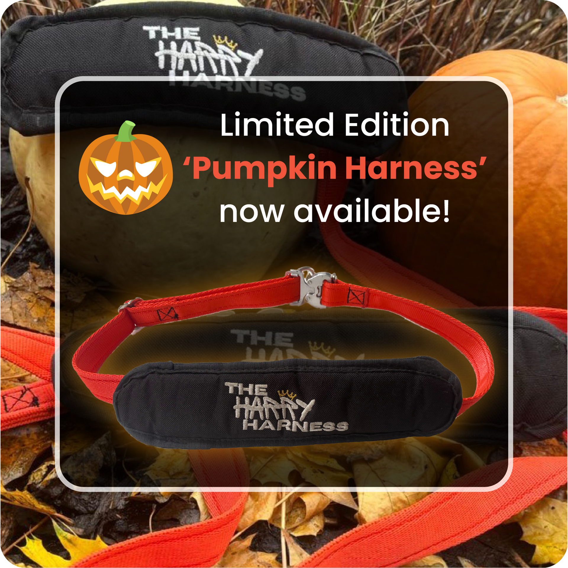 Promotion for The Harry Harness Limited Edition, spiced orange, 'Pumpkin Harness'